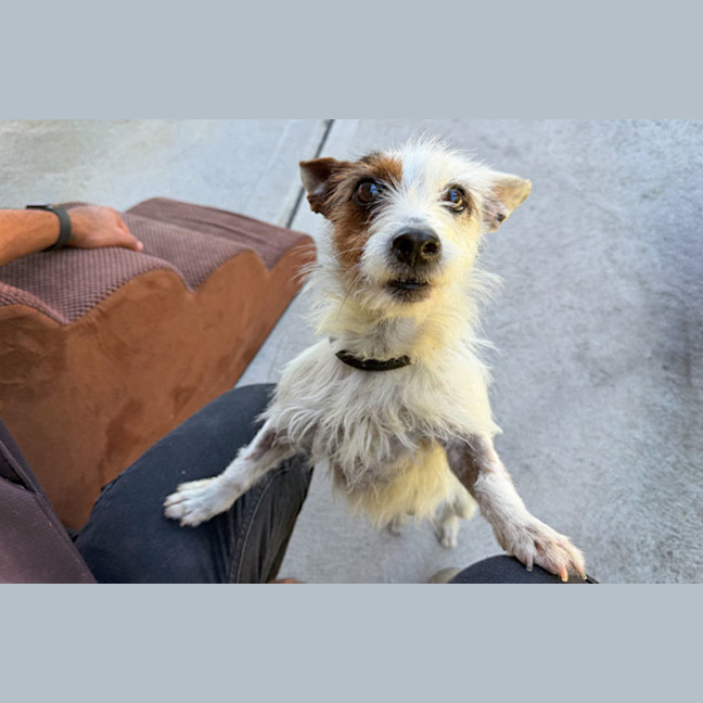Photo of Pepito