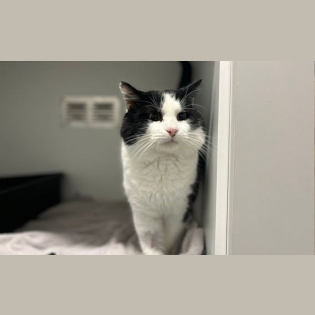 Photo of Vinegar Beefcake 