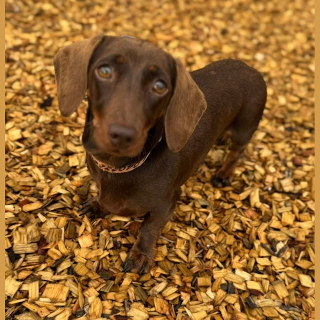 Photo of Penny