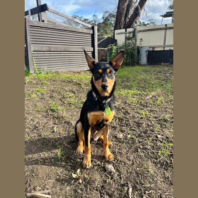 Photo of Trixie