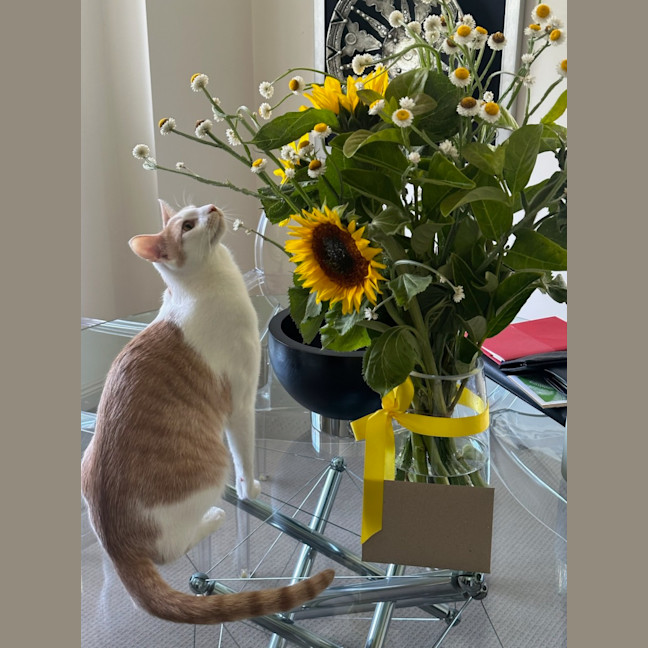 Photo of Peanut