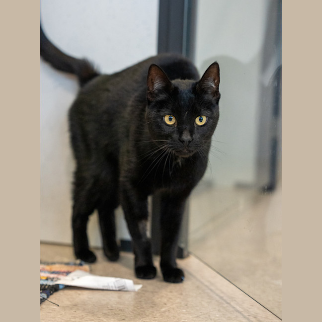 Photo of Evanescence