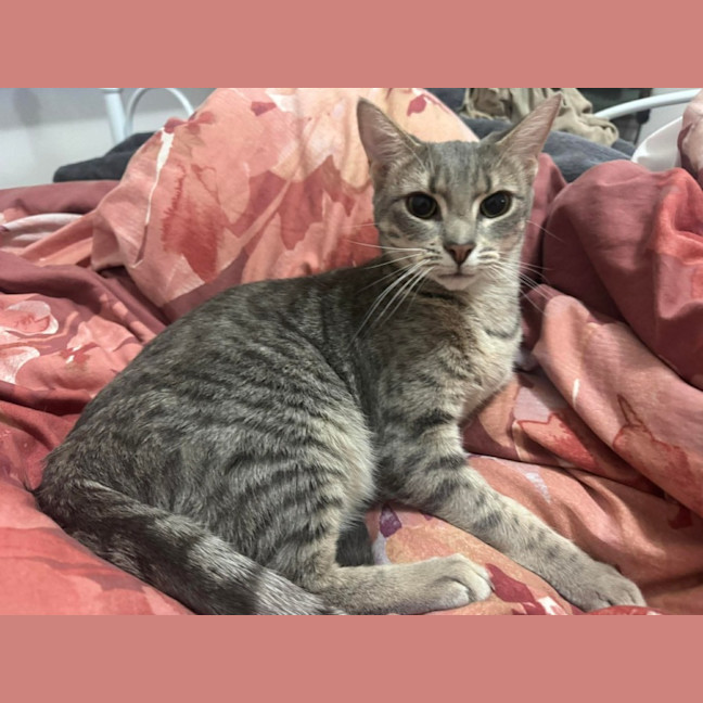 Photo of Polly (Empty The Nest $50 Adoption Special Easter)