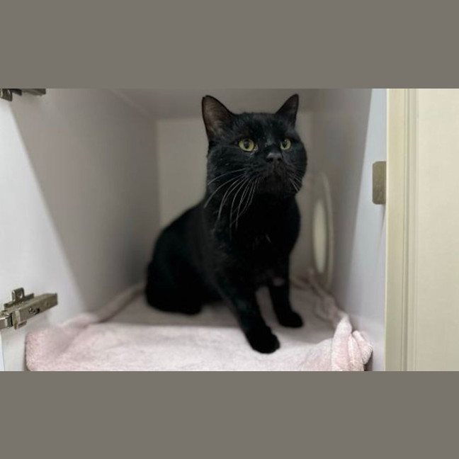 Photo of Salem