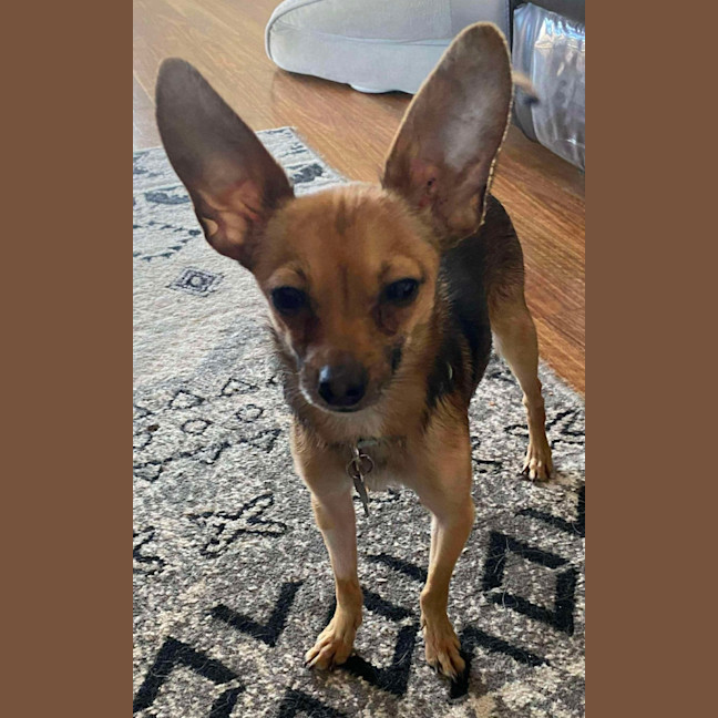 Photo of Teddy 