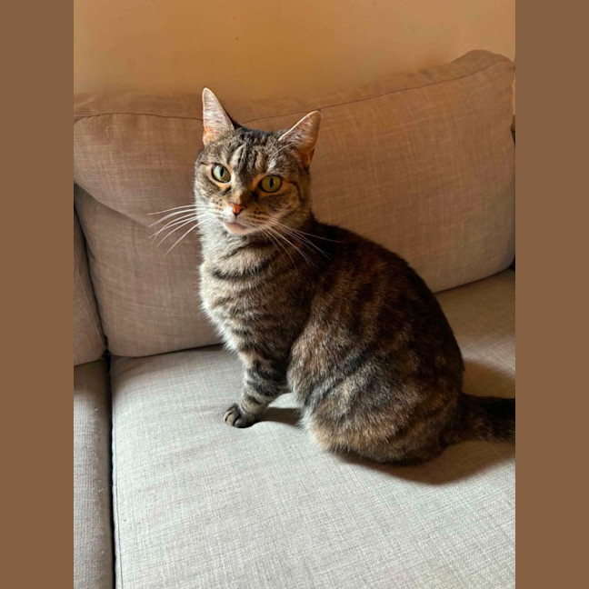 Photo of Birdie   In Foster Care In Richmond