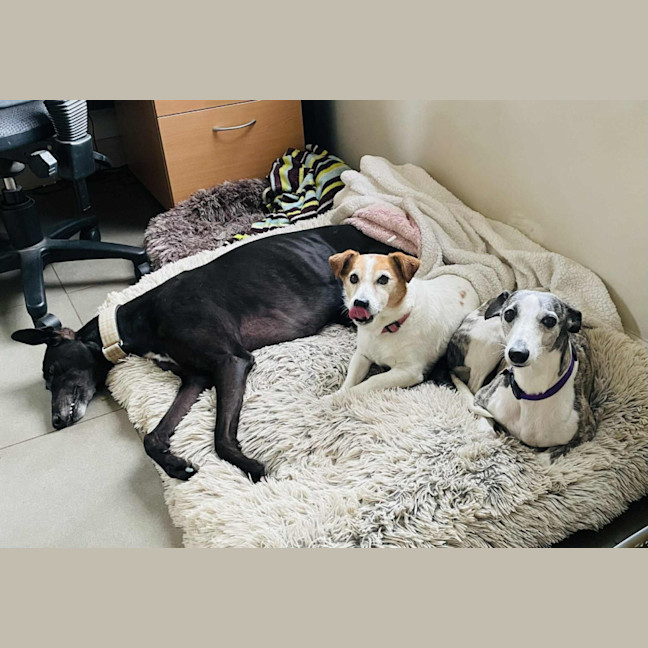 Photo of Ren   Tiny Whippet