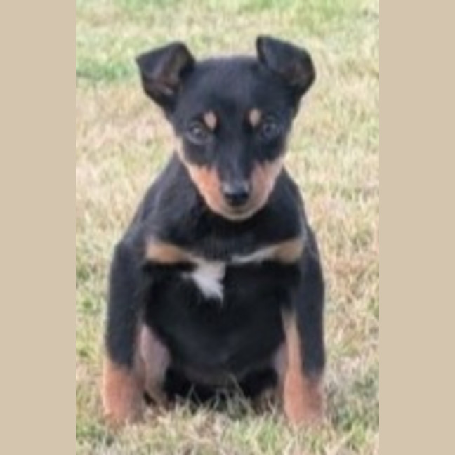 Photo of Lawson 😍 Kelpie X, 12 Week Old, Male Puppy