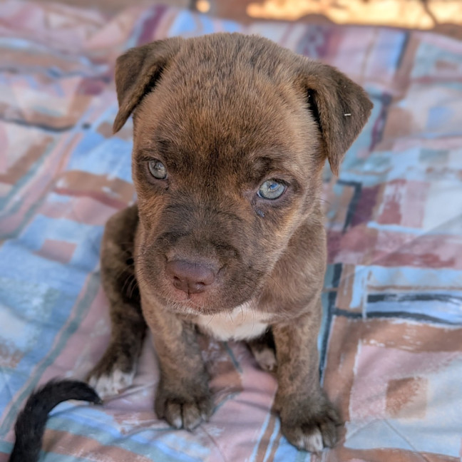 Photo of Duchess