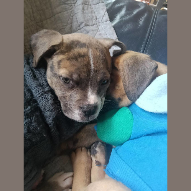 Photo of Milo (Was Ollie)