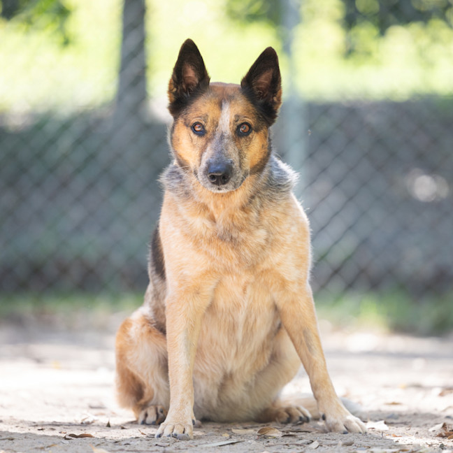 Photo of Honey