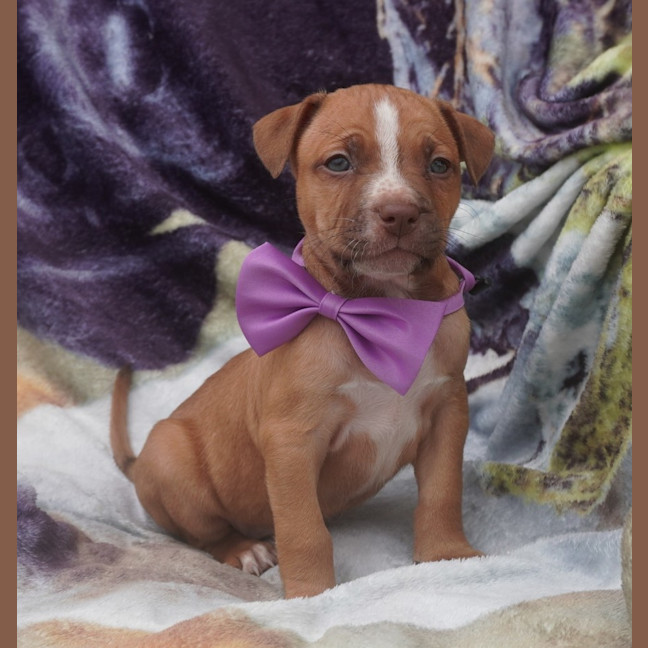 Photo of Poppy