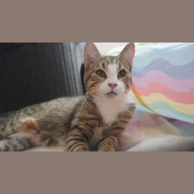 Photo of Jellybean 