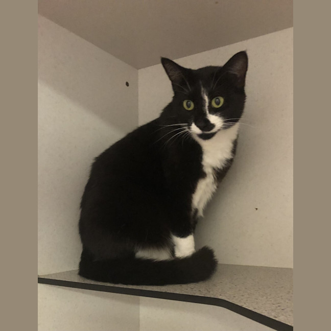 Photo of Baxter