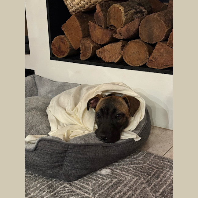 Photo of Bunny