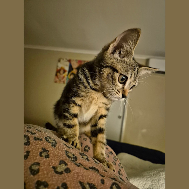 Photo of Princess Fiona