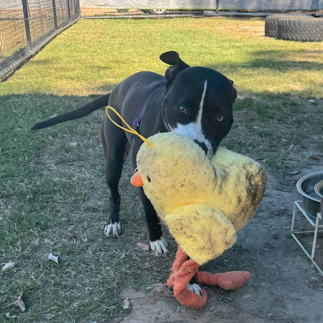 Photo of Tank