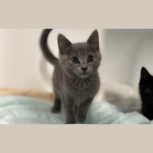 Photo of Onyx