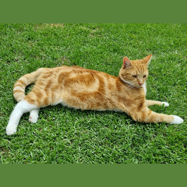 Photo of Eddie *9 Lives Project Rescue*