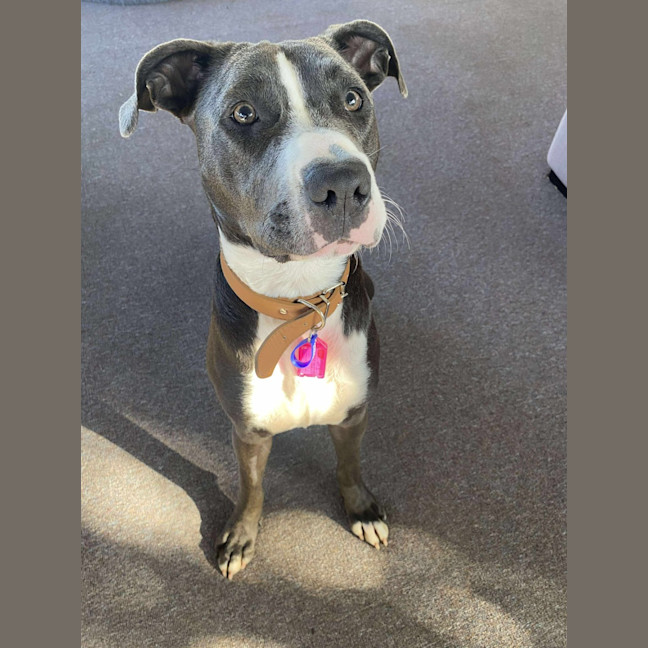 Photo of Sky   14 Month Old Staffy X