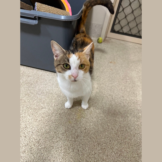 Photo of Pumpkin