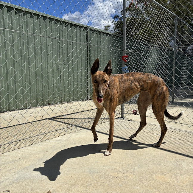 Photo of Beanie The Greyhound