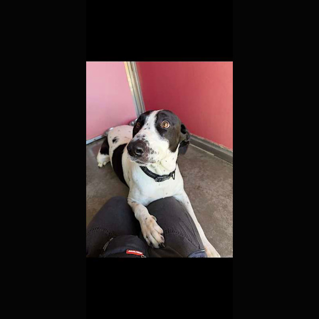 Photo of Harley