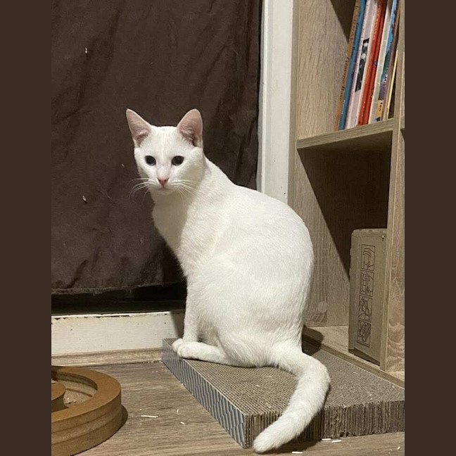 Photo of Koko