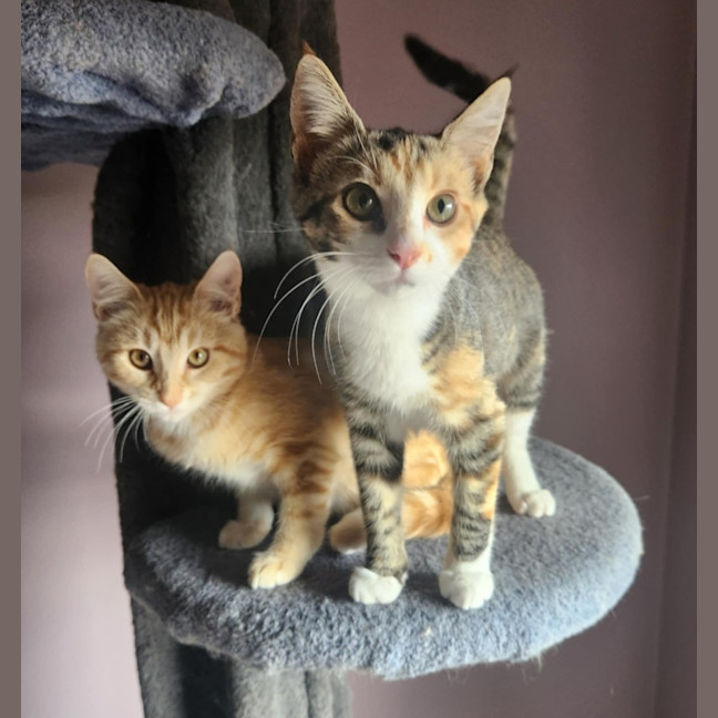 Photo of Leon   Located In Templestowe Lower