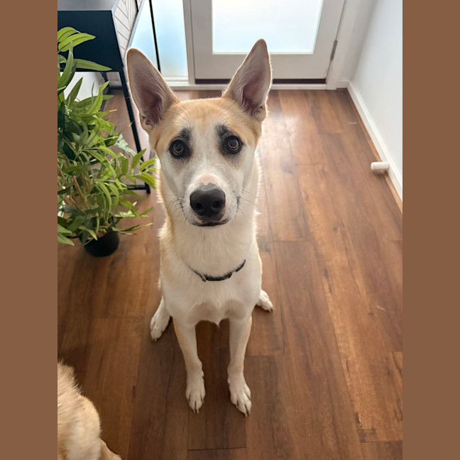 Photo of Loki