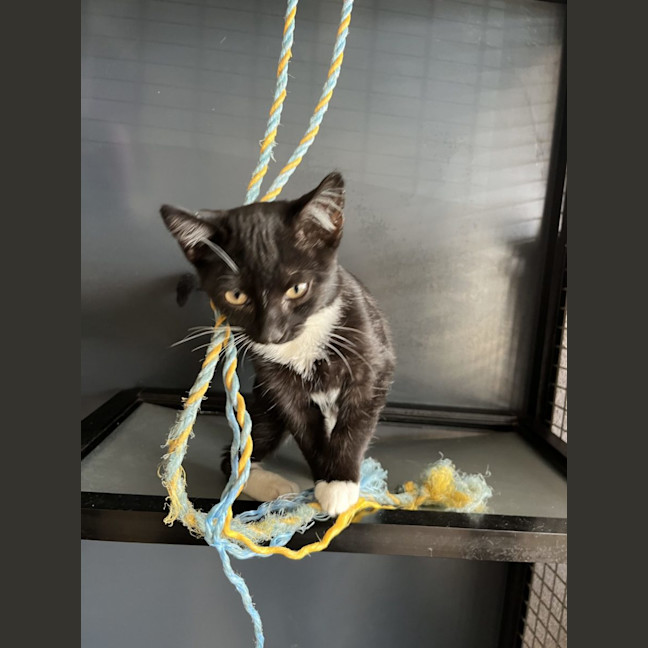 Photo of Jack   Now At Pet Quarters Thornton