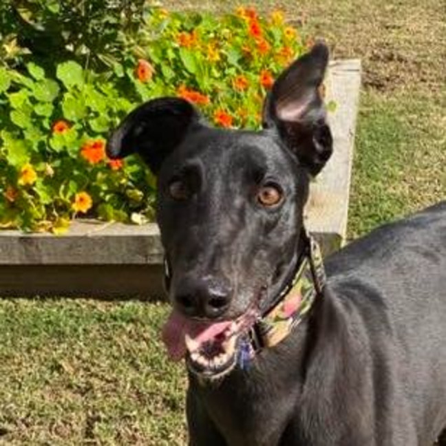 Photo of Ruby The Greyhound
