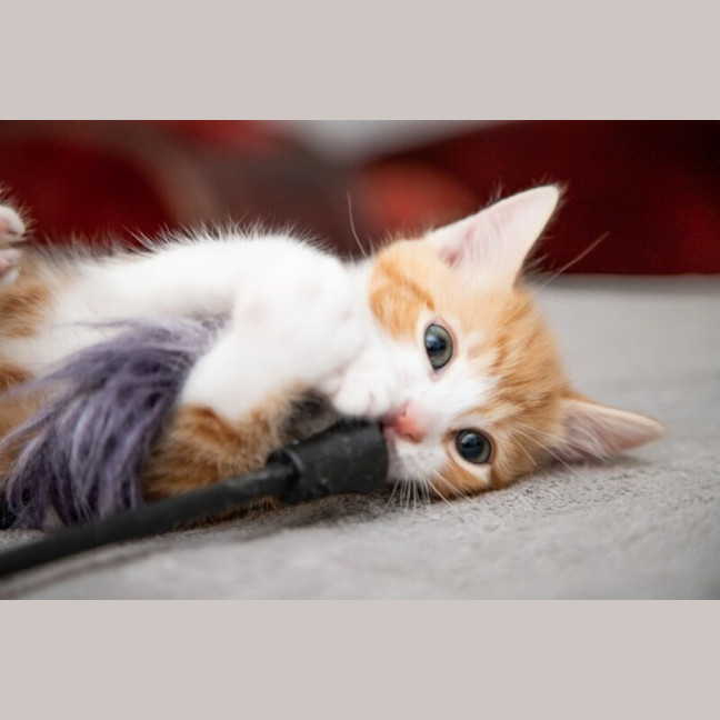 Photo of Pumpkin