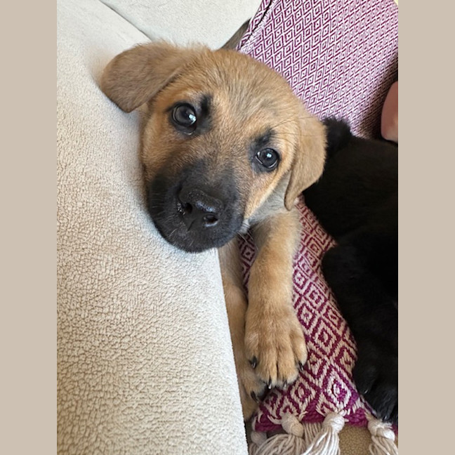 Photo of Churro