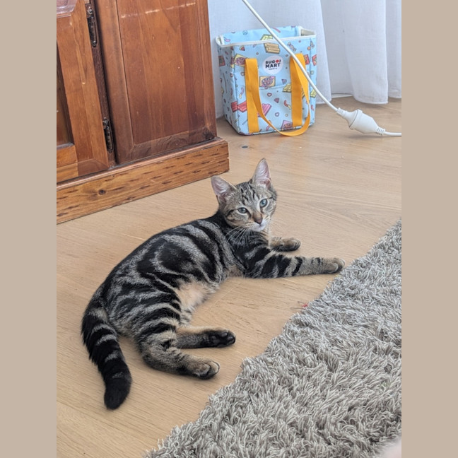 Photo of Flintavious 