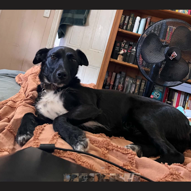 Photo of Daisy