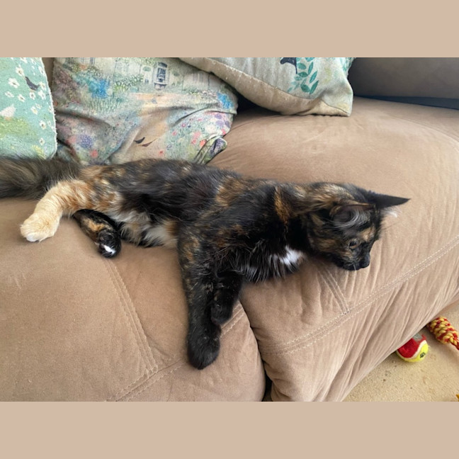 Photo of Honey 