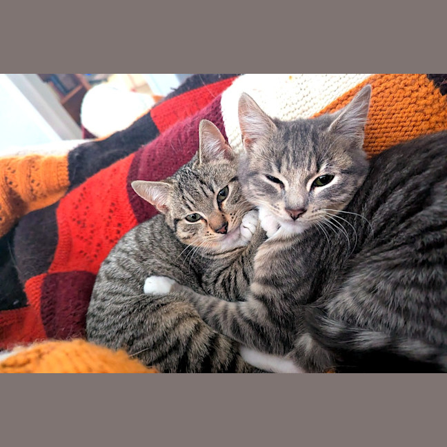 Photo of Goose / Artemis