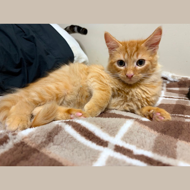 Photo of Oakley 