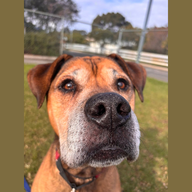 Photo of Bodhi