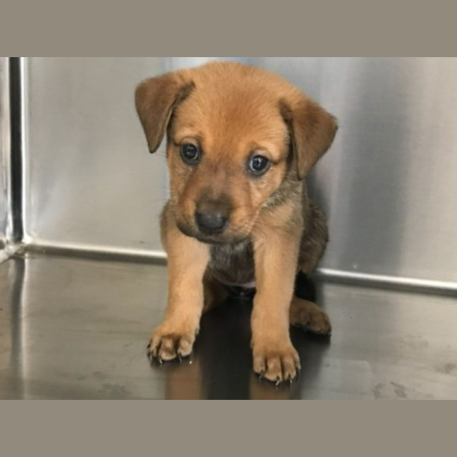 Photo of Pippa (P18)