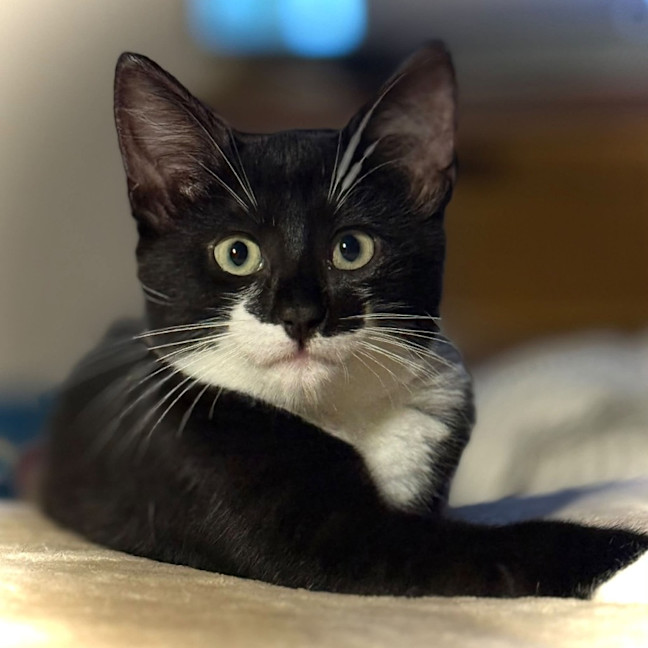 Photo of Henny