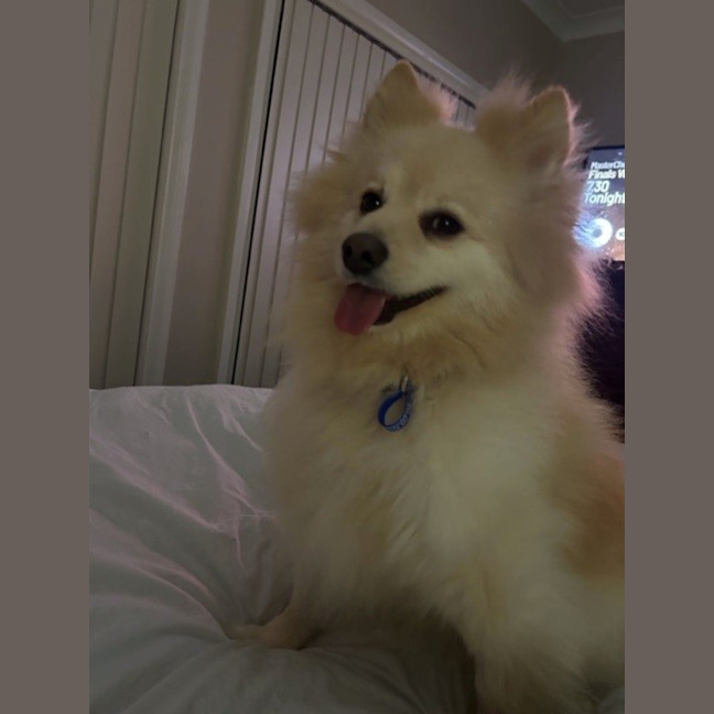 Photo of Jasper   7 Year Old Pomeranian (Trial)