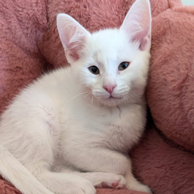 Photo of Cirrus