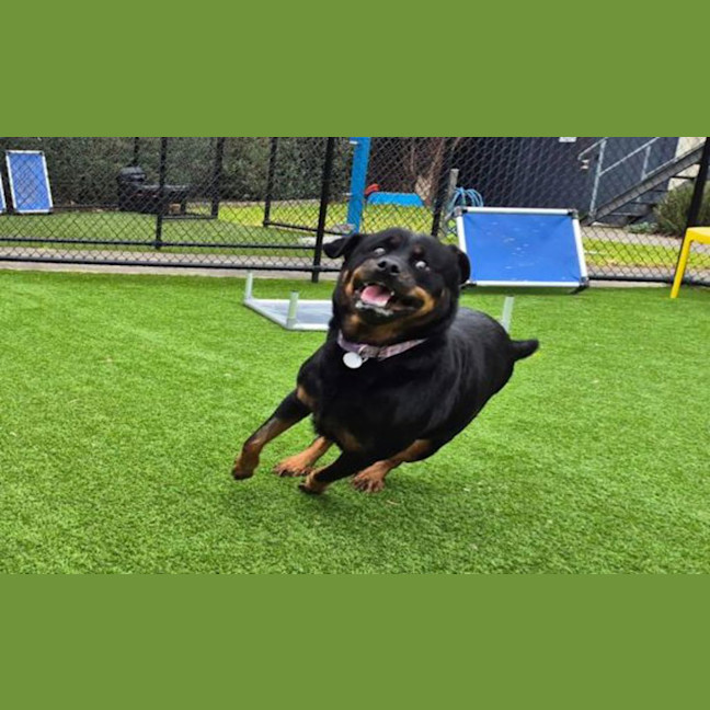 Photo of Marley