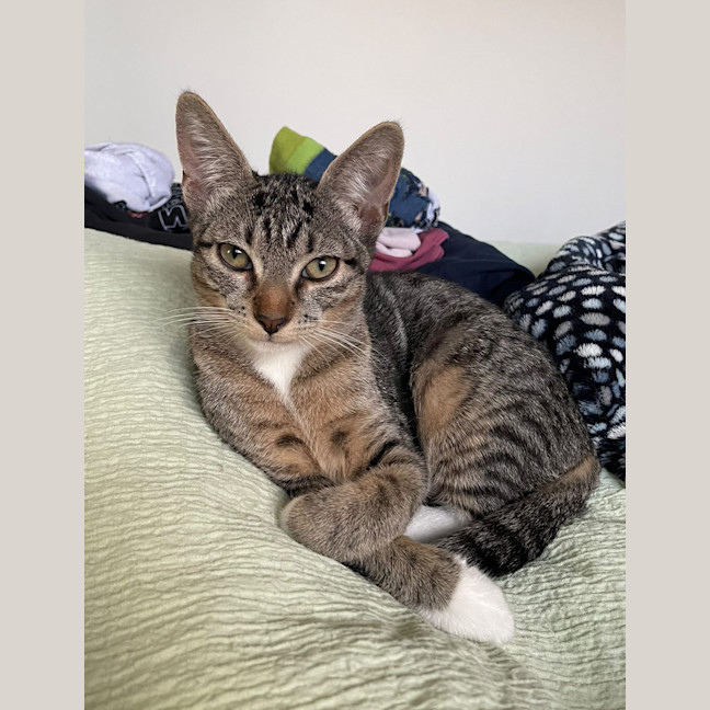 Photo of Maple