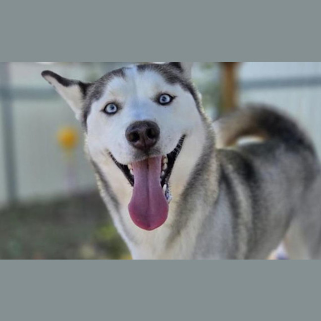 Photo of Klaus