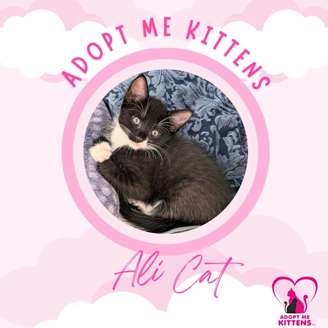 Photo of Ali Cat