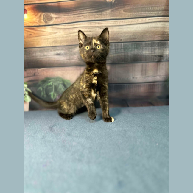 Photo of Nova   Located In Preston 