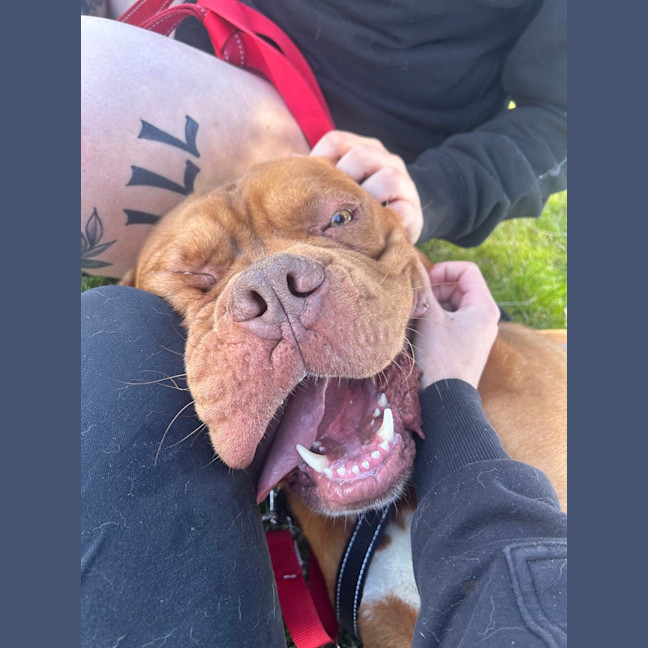 Photo of Apollo